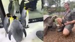 Let animals brighten your day in self-isolation with virtual zoo encounters