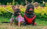 French Bulldogs top most expensive dog insurance list
